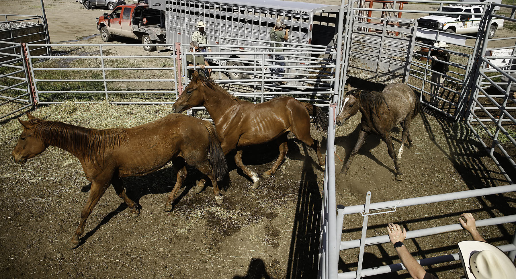 Seized horses